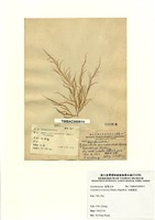 藏品(細龍鬚菜)的圖片